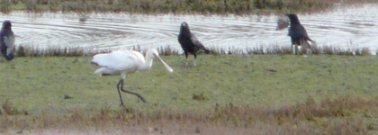 Spoonbill at Hayle Estuary in October