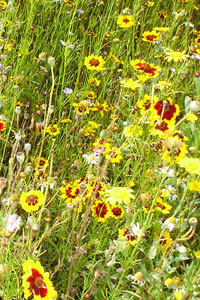 Flowers at the Eden Project