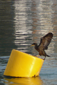 Cormorant in the Harbour