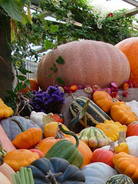 Gardens of Cornwall Harvest