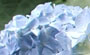 Hydrangeas