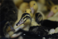 Cornish Ducklings